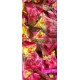 雄風桂花烏梅風味軟糖